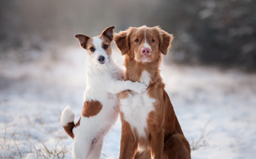 To hunde krammer hinanden i sneen 